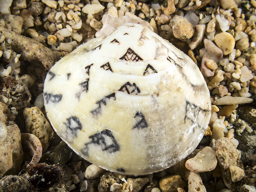 Lioconcha castrensis